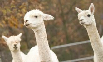 About Alpacas