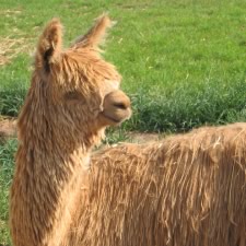 Alpacas - The cost what!