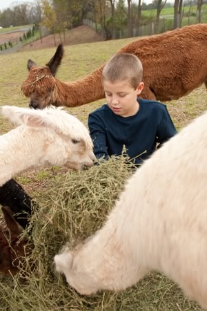Grandson Deklan feeding alpacas